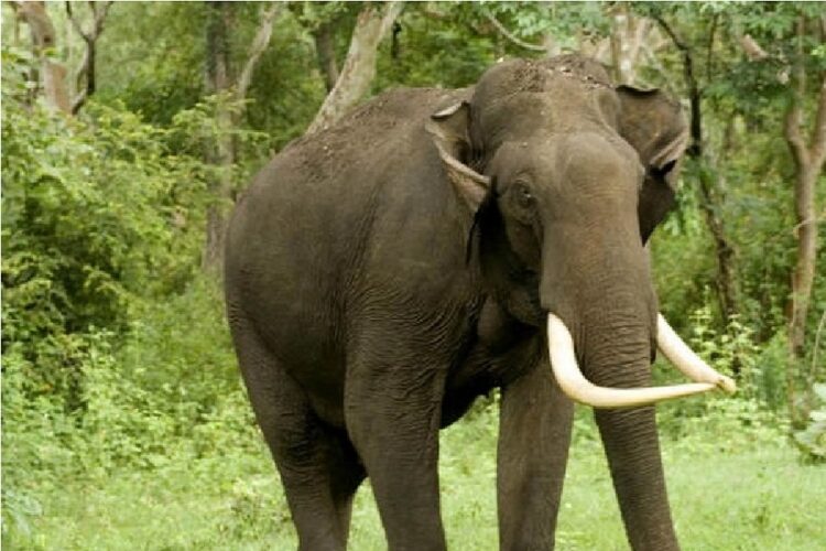 Elephant died due To Electric Shock