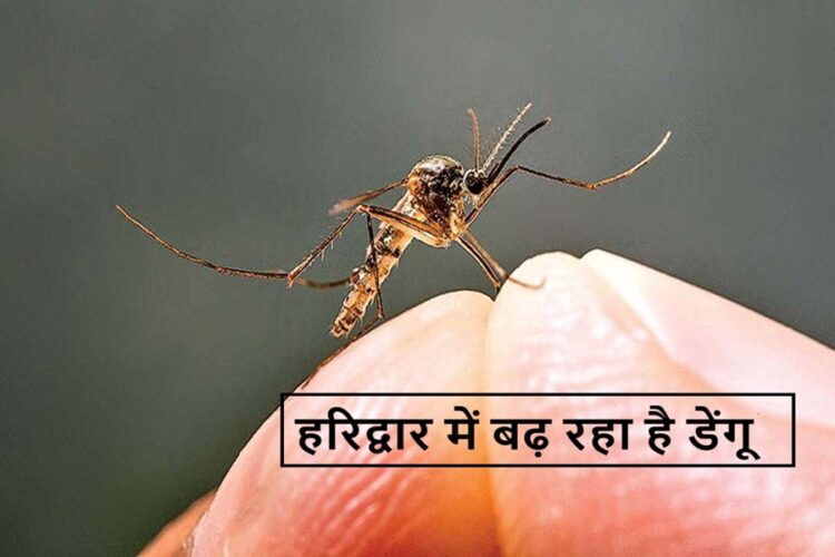 Dengue Cases in Haridwar