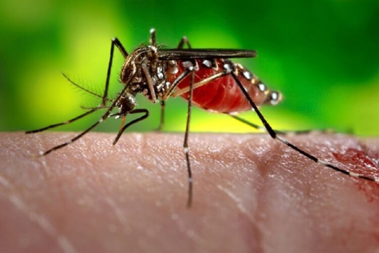 Dengue Cases in Haridwar