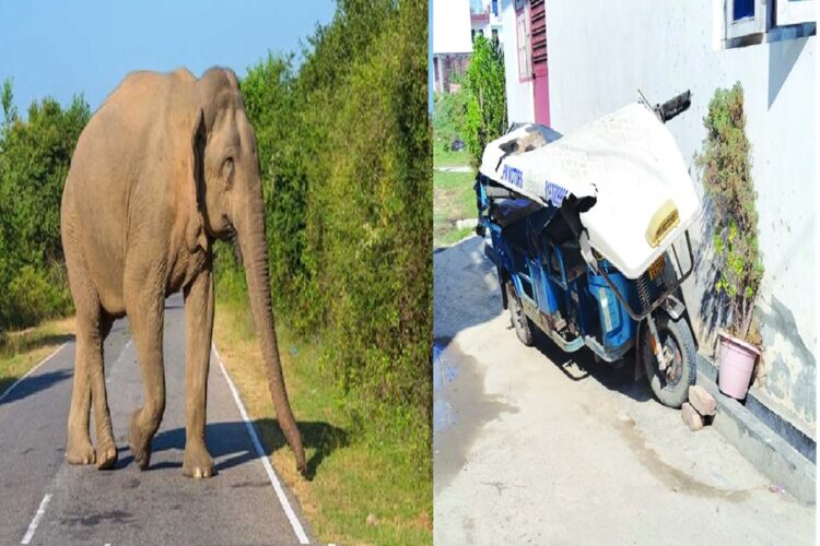 Elephant in Haridwar