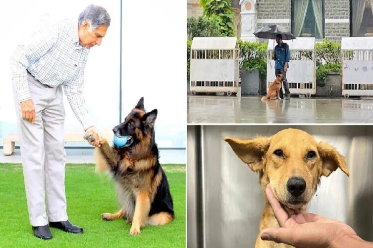 Pet Lover Ratan TATA