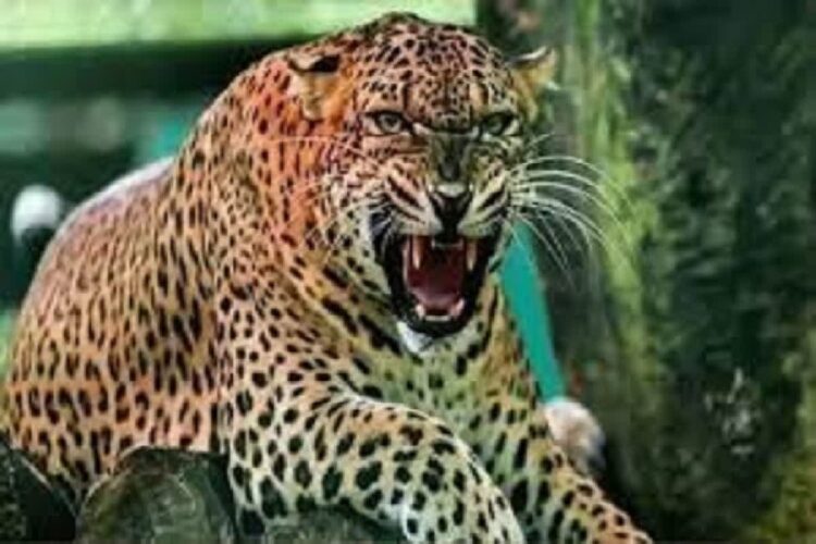 Uttarakhand Leopard News