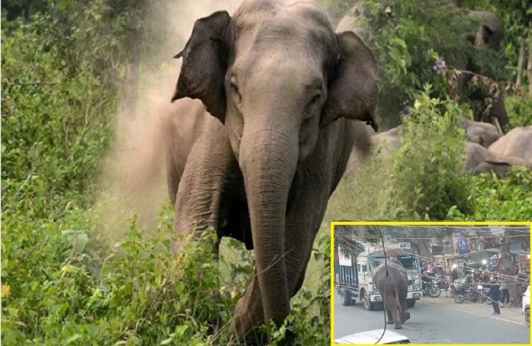 Elephant in Haridwar