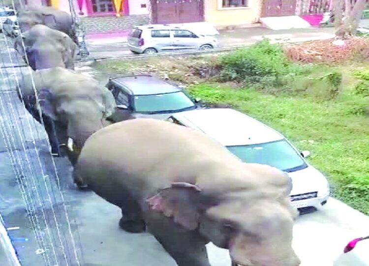 Elephant in Urban Area in Haridwar