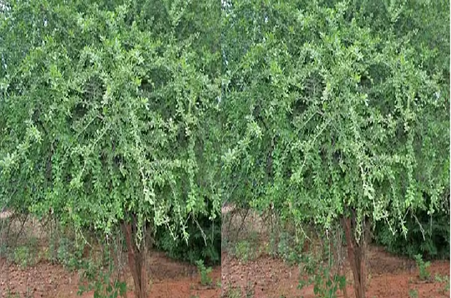 Uttarakhand Unique tree