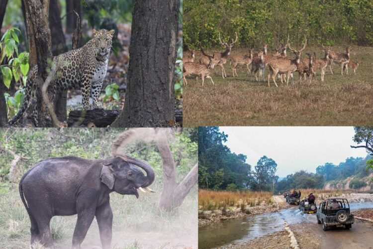 Jim Corbett National Park