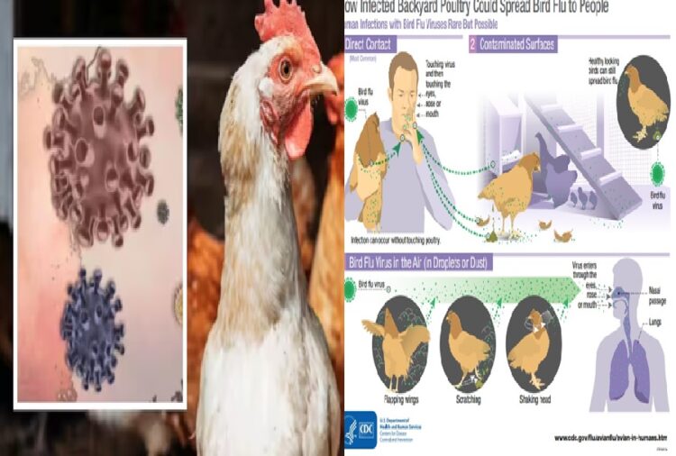 Bird Flu Disease