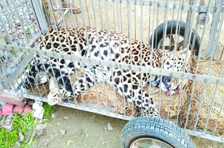 Uttarakhand Forest Department Leopard